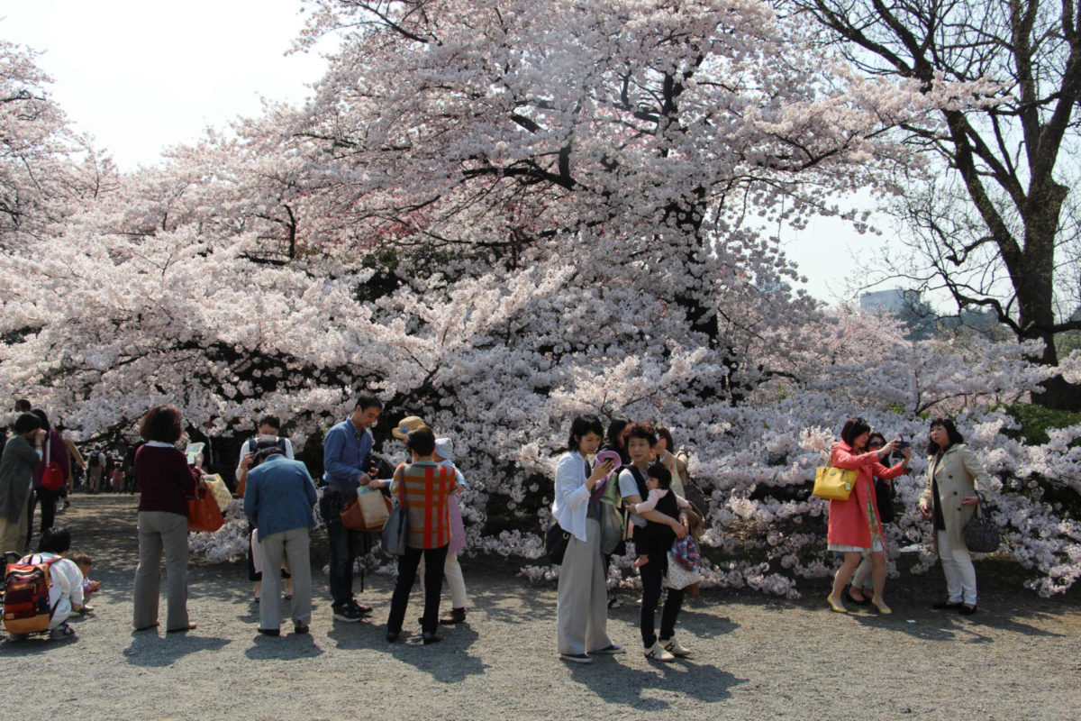 Sakura Rejse til Japan Sakura
