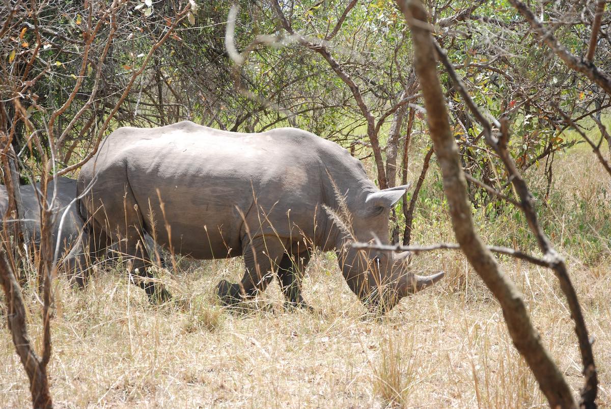 Næsehorn i Uganda på safari med Above Borders